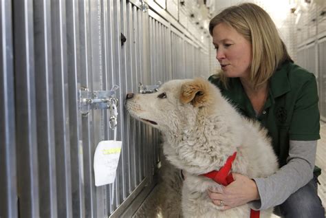 Dozens of puppies rescued from South Korean dog meat farm