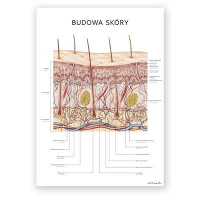 Tablica plansza anatomiczna BUDOWA SKÓRY 10168538714 oficjalne