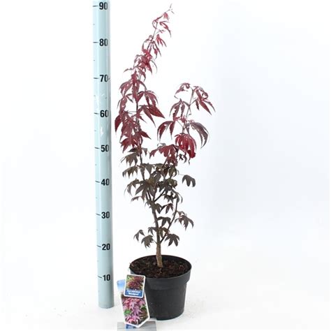 Acer Palmatum Bloodgood Pot 19 Cm H 60 Cm Tuincentrum Bull