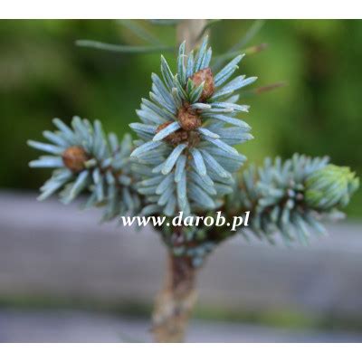 Picea Jezoensis Schirrmann