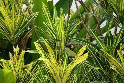 Croton Verde E Amarelo - Planta De Croton Verde E Amarelo Num Jardim Tropical Foto de Stock ...