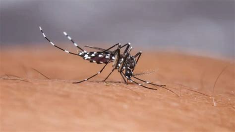 Beware Of Mosquito Borne Illnesses Dengue Malaria Is Rising At An