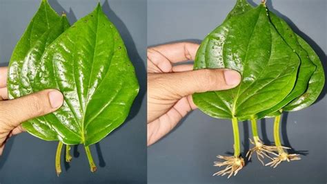 How To Grow Betel leaf Plant From Leaf | Macetas