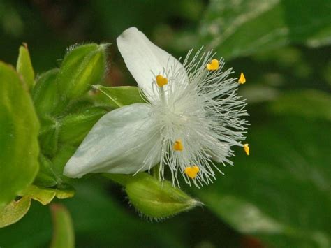 Tradescantia Fluminensis Una Planta De Gran Resistencia