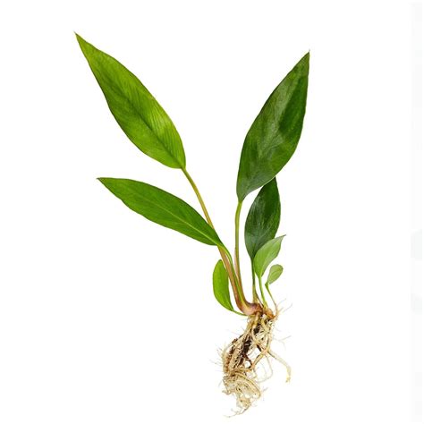 Canton Aquatics Anubias Frazeri Small- Easy to Care Live Aquatic Plant