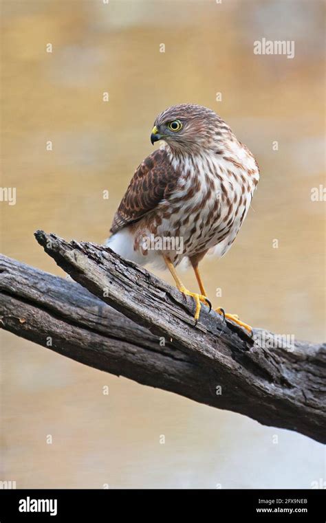 Juvenile Sharp Shinned Hawk Stock Photo Alamy