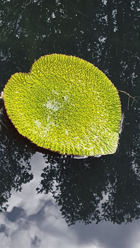 Foto Gratis Lily Pad Kolam Air Botani Taman Hippopx