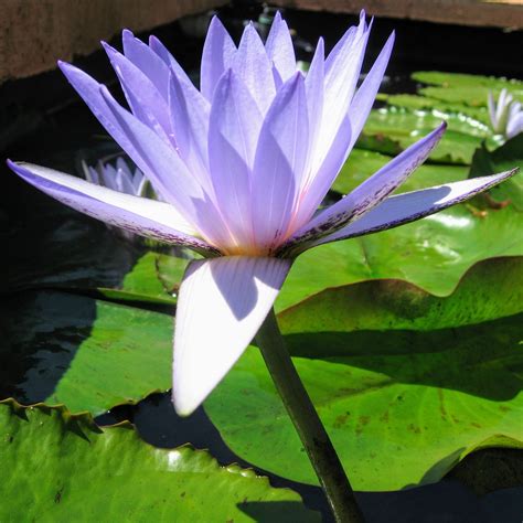 Tropical Water Lilies - The Lily Farm