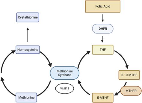 Metabolism Of Folate And Folic Acid Through The One Carbon Pathway