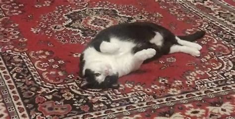 Felt Cute Here S My Pussy R Worldpolitics