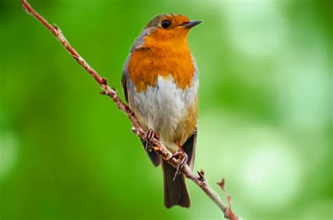 Bird Free Stock Photo - Public Domain Pictures