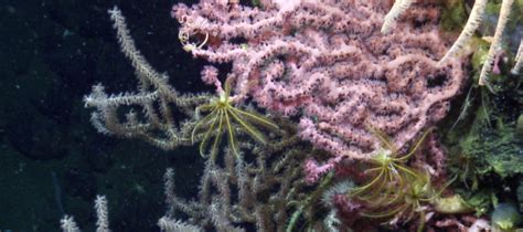 Diving On Davidson Seamount In Monterey Bay National Marine Sanctuary