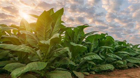 Innovation for the tobacco industry - Körber Technologies
