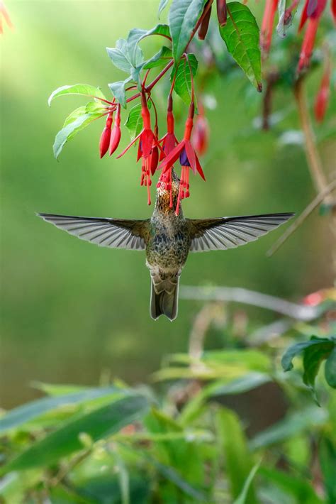 birds  flowers      birds  flowers