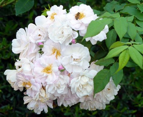 Antique or Earthkind Roses are ever blooming at our Sanibel Botanical ...