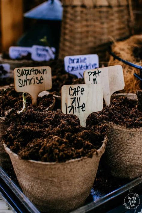Starting Dahlia Tubers Early In Pots Rocky Hedge Farm
