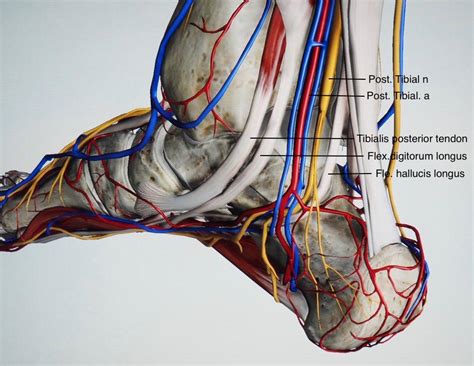 Ultrasound Examination Prior To Tarsal Tunnel Surgery