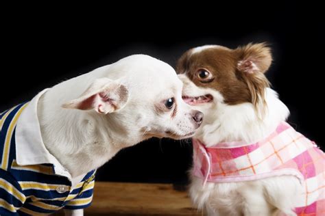 Chihuahua Secret - Lifeopedia.com