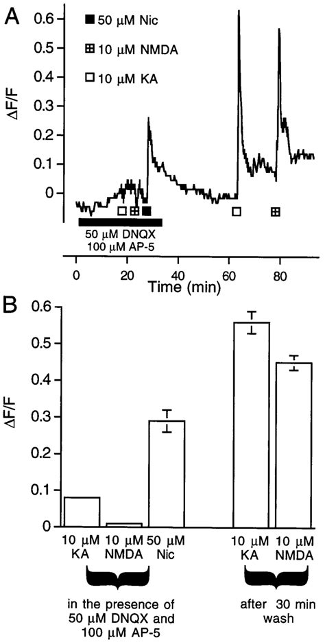 The Effect Of Nicotine On Ganglion Cell Ca I Is Not Blocked By