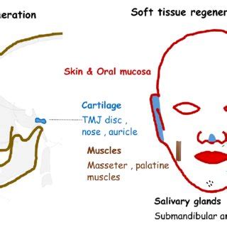 Diagrammatic Representation Of Different Craniofacial Tissues