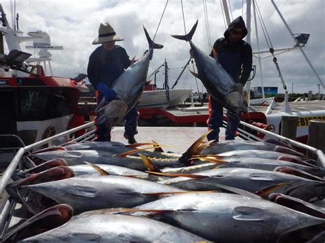 Southern Bluefin Tuna Fishery - Tuna Australia