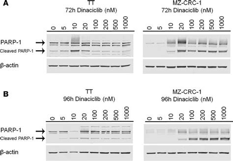 Jci Insight Transcriptional Targeting Of Oncogene Addiction In