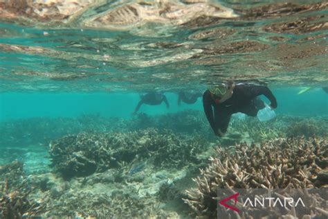 Abrasi Pantai Di Natuna Diakibatkan Kerusakan Terumbu Karang ANTARA