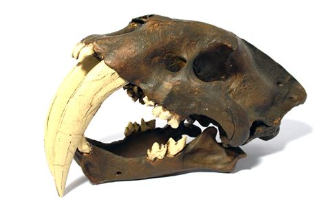 Smilodon Dientes De Sable Dientes Prehistorico