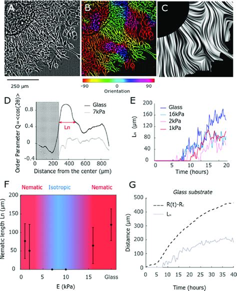 cell organization   precursor film  bright field image