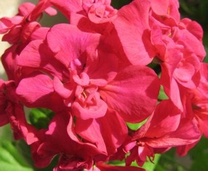 Пеларгония Сорта С Фото И Названиями — Скачать фото