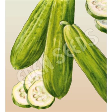 Buy Eden Seeds Select Organic Cucumber Muncher Burpless Mydeal