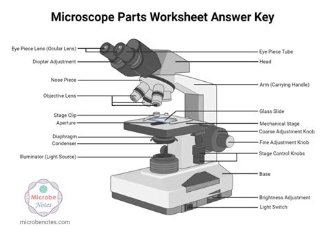 Microscope Parts Labeling Worksheet With Answer Key