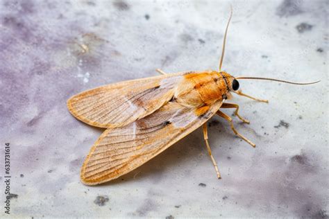 Indian Meal Moth Macro On Black Background Close Up Of Posed Pyraloid