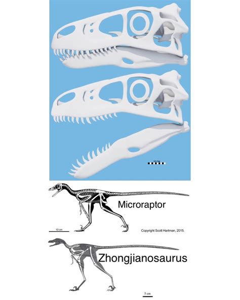 My best attempt at a size comparison between a Utahraptor skull ...