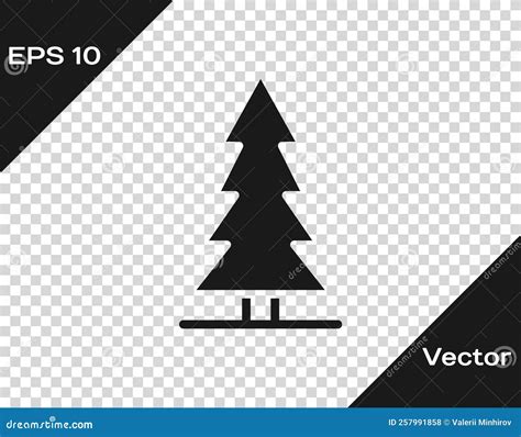 Black Canadian Spruce Icon Isolated On Transparent Background Forest