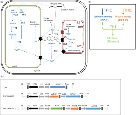 Thiamin biosynthesis in plants and construct design. (a) Comprehensive ...