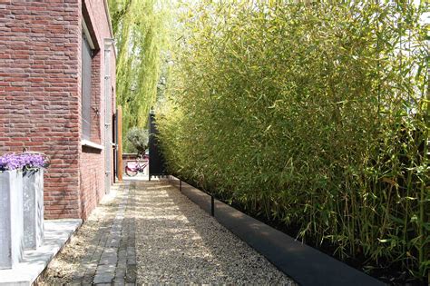 Живой забор из ивы (92 фото) » НА ДАЧЕ ФОТО