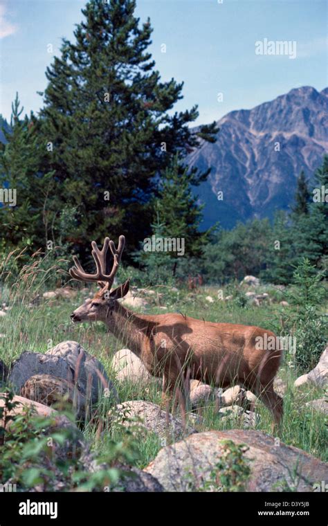 Black Tailed Deer Aka Blacktail Deer Buck Odocoileus Hemionus