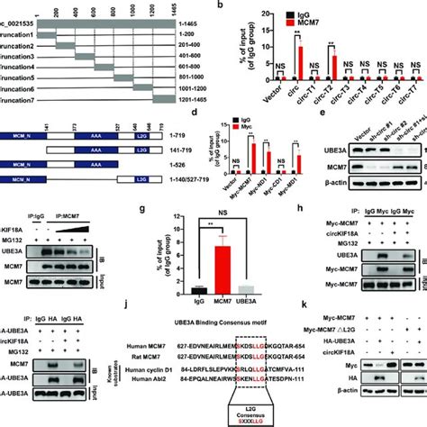 CircKIF18A Prevents UBE3A Mediated Degradation Of MCM7 In NPCs A A