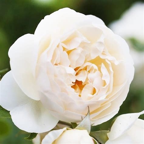 Роза Claire Austin Climbing (плетистая)🌹 - купить саженцы в Украине ...