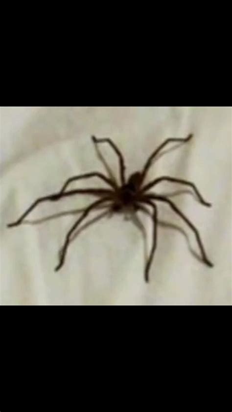 SPIDER IN MY BED - One News Page VIDEO