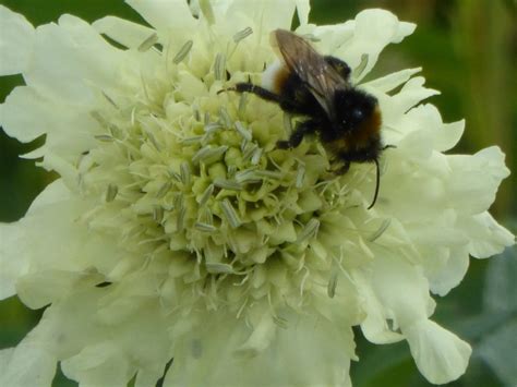 Cephalaria Gigantea Seeds Enchanted Gardens Kent
