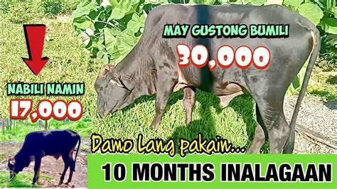 Pag Aalaga Ng Baka Update Sa Mga Alagang Baka Malaki Na Sila Cow