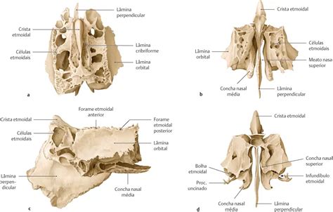 Neurocr Nio Anatomia Papel E Caneta