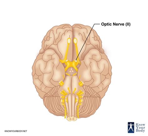 Optic Nerve Definition Function Anatomy And Faqs