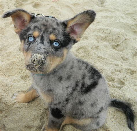 Australian Shepherd Husky Mix Welpen