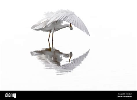 Great White Egret Common Egret Ardea Alba Egretta Alba Preening