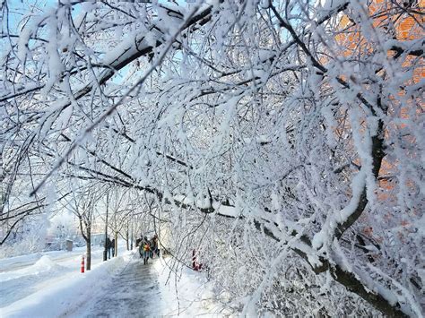 Frosty beauty: Where there’s rime, there’s a reason | WSU Insider ...