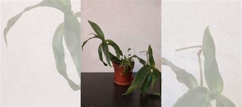 Цветок золотой ус купить в Санкт-Петербурге | Товары для дома и дачи ...