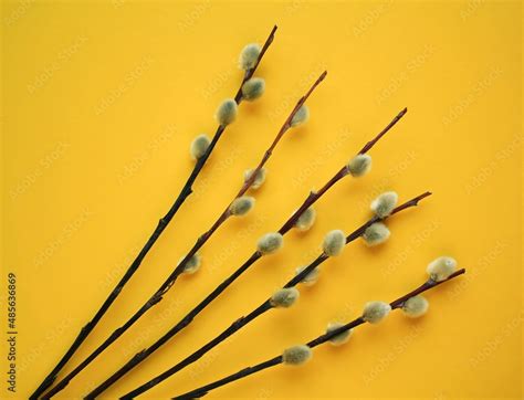 Pussy Willow Tree Branch Twigs With Fluffy Buds On Yellow Background Catholic Symbol